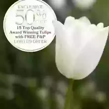 50% Off Tulip Emperor Collection